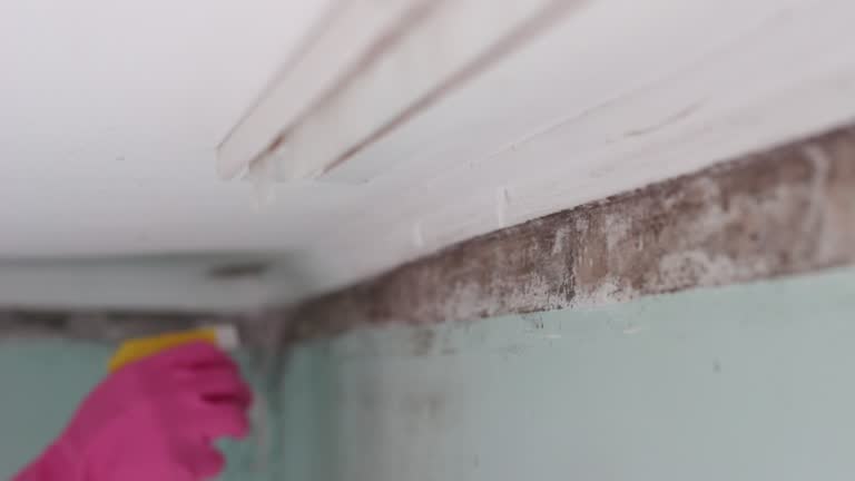 Professional Mold Removal in Osakis, MN